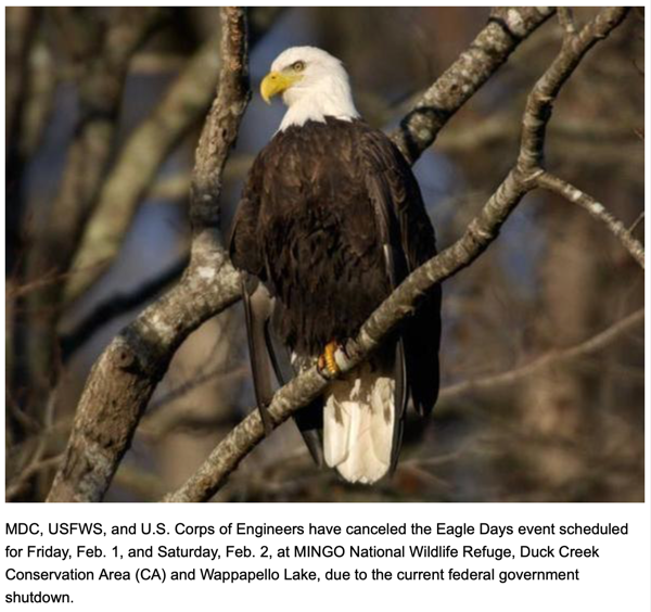 Eagle Days Event Near Puxico is Canceled, but Eagles Can Still be Viewed Independently