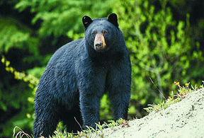 Be 'Bear' Aware This Summer
