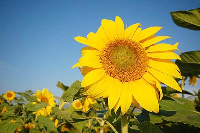 Heat Dome Hovers; Excessive Heat Warning In Area