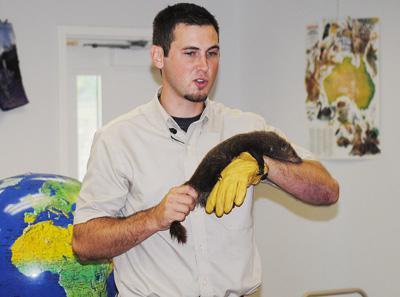 Wallaby, Mongoose and Python ... Oh My!