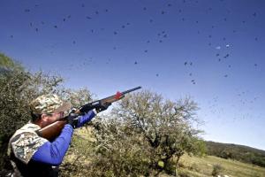 Doves Plentiful, Fields Spotty For Opening Day