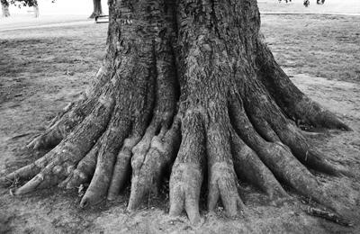 Champion Tree Guards Heritage
