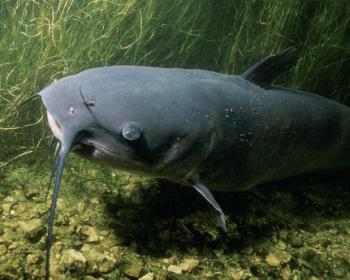 Catfish Are Fair Across Region