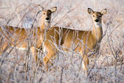 Motorists: Be Aware Of Deer!