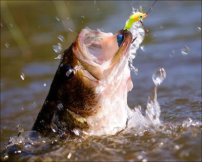 Black Bass Season Opens May 26