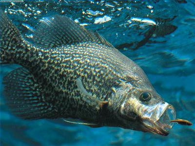 Cypress Lake, Black River Good For Anglers