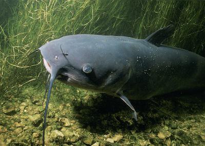 Black River Picking Up For Area Anglers