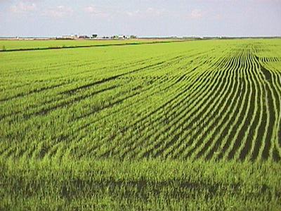 Rice Tech, Research Presented At Field Day