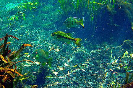 Cypress Lake, Duck Creek Good For Anglers