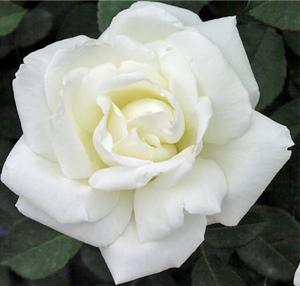 Patricia Sue Langston