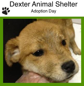 Adoption Day at the Dexter Animal Shelter