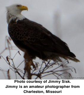 Eagle Days at Mingo