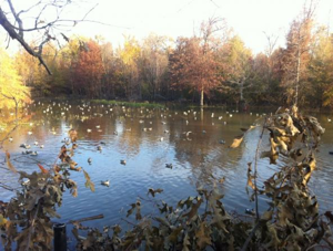 Duck Blind Drawing at Wappapello