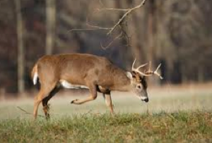 Mobility Impaired Deer Hunt