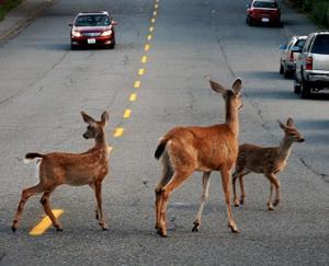 Drive Carefully - Deer More Active This Time of Year