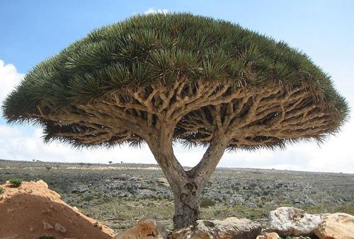 The Dragon's Blood Tree