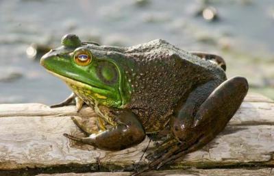 Frog Days of Summer Begin at Sunset June 30th