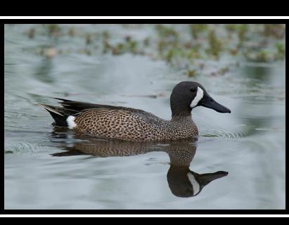 Early Teal Season Set, Outlook Bright