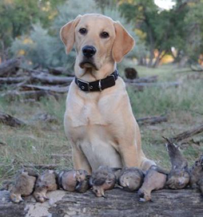 Dove Season to Open Monday, September 1st