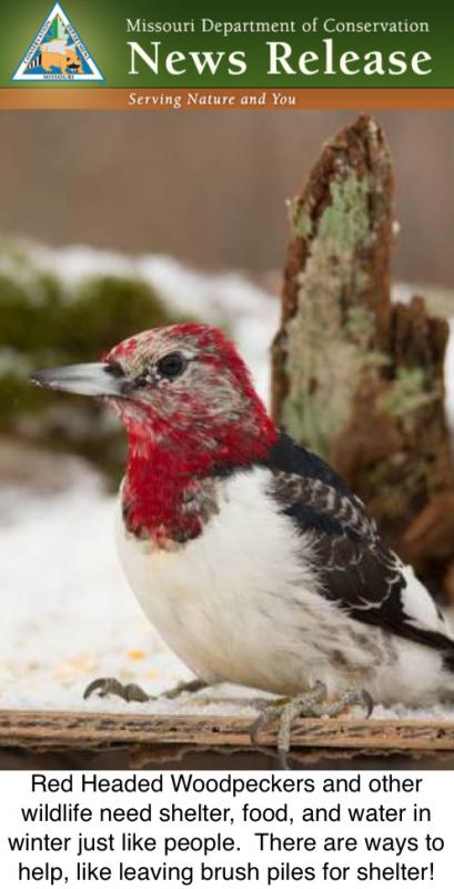 How to Help Winter Wildlife