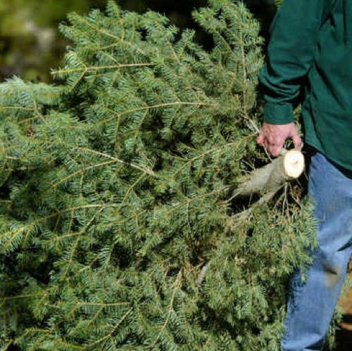 Recycle Your Live Christmas Tree 