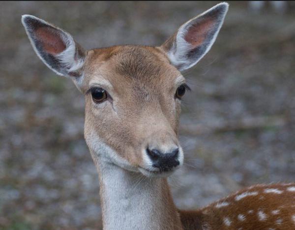 Hunters Harvest 11,025 Deer During Alternative Methods