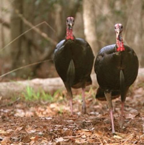 Apply for MDC Spring Managed Turkey Hunts