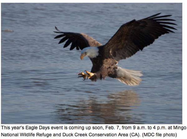 Eagle Days at Duck Creek and Mingo Coming Soon