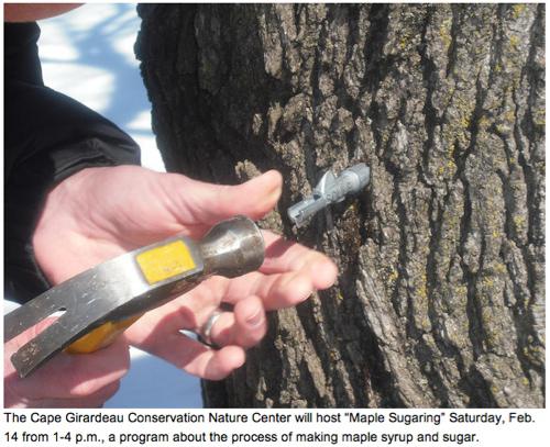 MDC Cape Nature Center Hosts Maple Sugaring Program