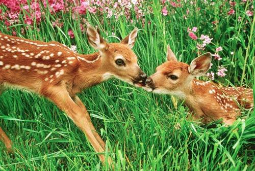 Protect Young Wildlife by Leaving Them Alone