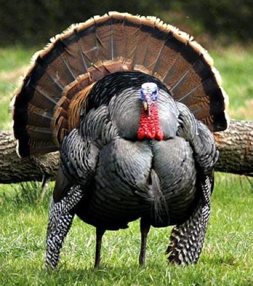 MDC Says Hunting Looks Good for Turkeys