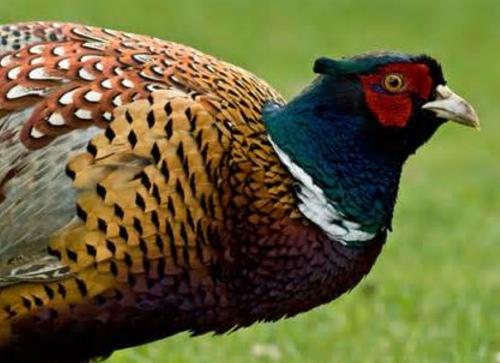 MDC Expands Pheasant Hunting to Statewide