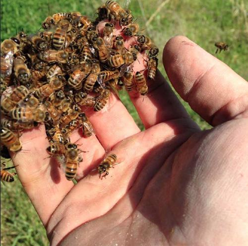 Educational Meeting Set for Those Interested in Beekeeping