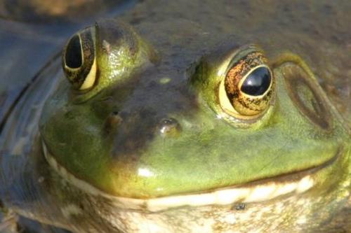 MDC Offers Frog Gigging Clinic in Mississippi County