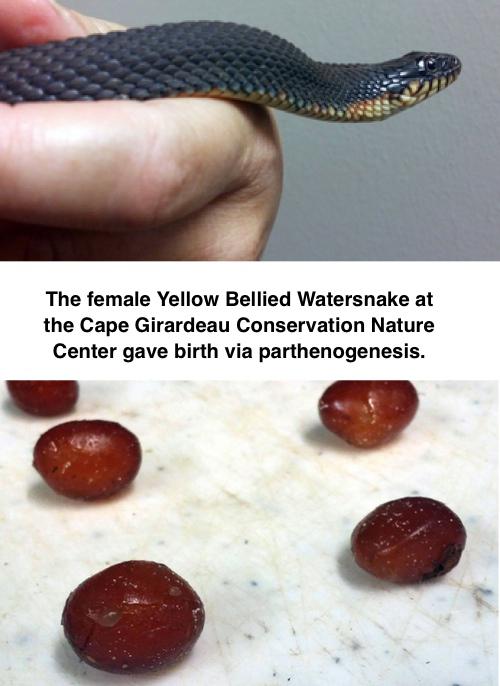 Cape Nature Center Snake Gives Virgin Births