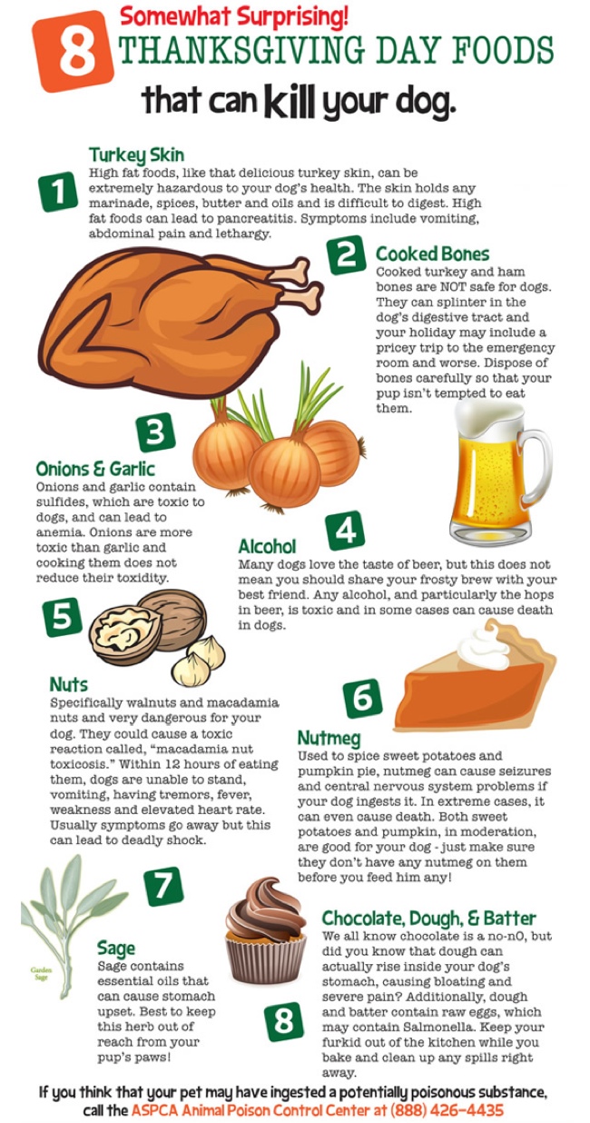 thanksgiving-foods-harmful-to-your-pets