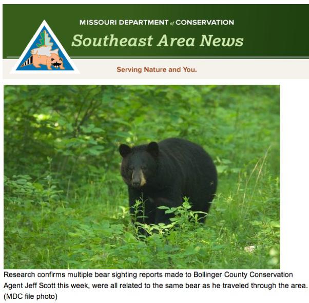 Black Bear Travels Nearly 400 Miles Across Southern Missouri