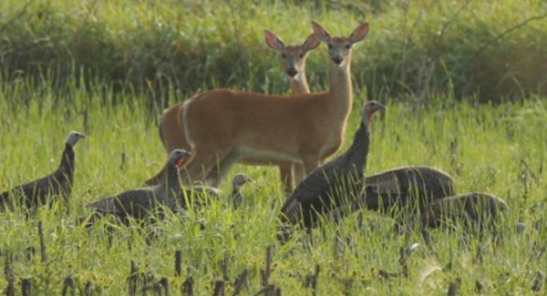 Deer and Turkey Regulation Changes for Fall