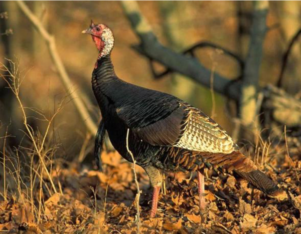 Hunters Check 3,698 Turkeys During Fall Firearms Season