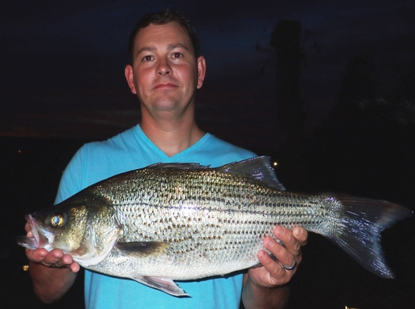 Angler Catches State-Record Hybrid Striped Bass