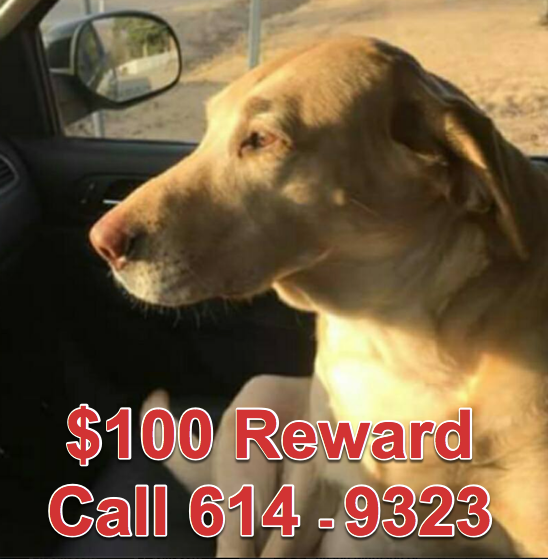 Local Pet Missing - Reward Offered