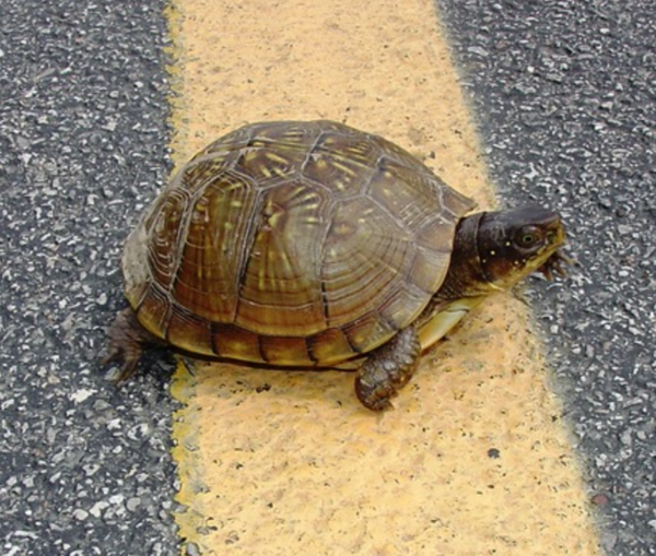 MDC Encourages Motorists to Give Turtles a Brake!