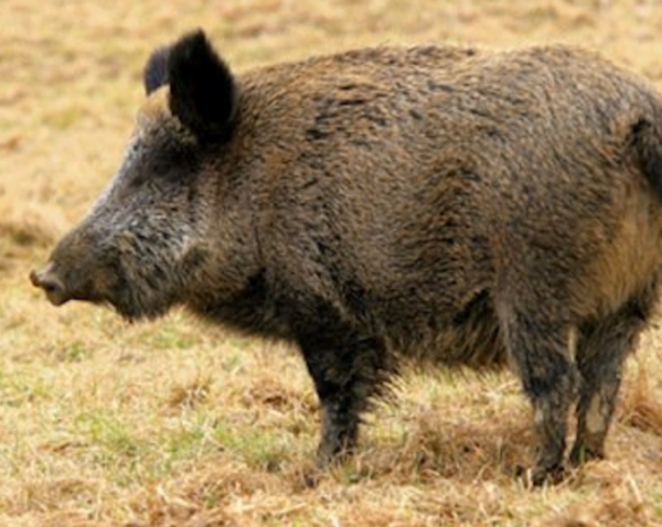 MDC Reports Feral Hog Numbers for First Quarter 2017