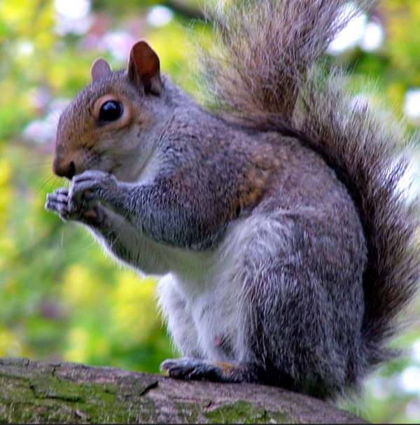 Squirrel Season Opens Memorial Day Weekend