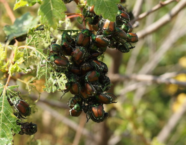 Japanese Beetles Wreak Havoc on Missouri's Plants