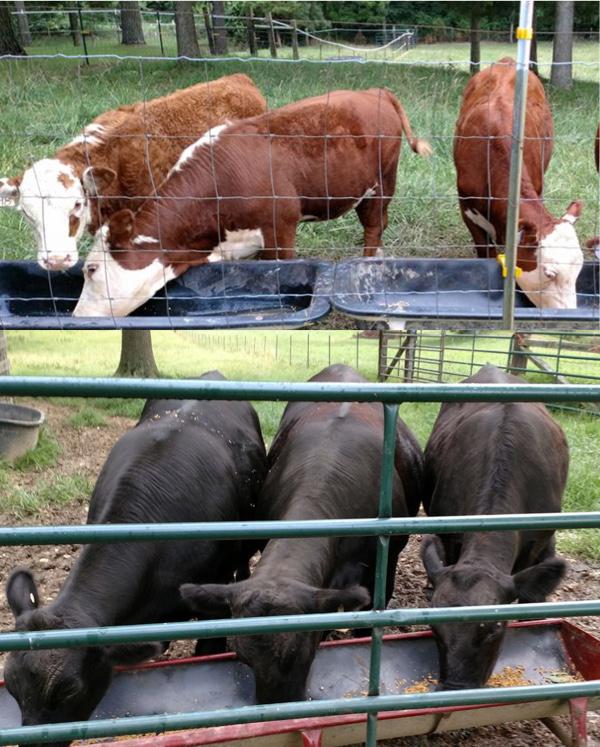 United Methodist Men Selling Sides of Beef