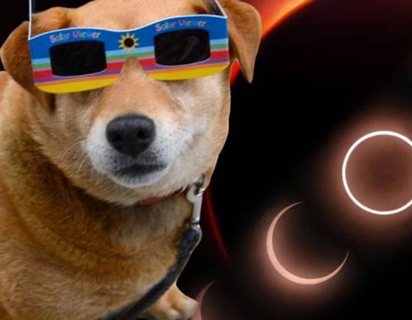 How to Protect Your Animals During the Eclipse