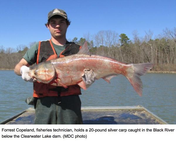 MDC Announces New Regulations to Help Prevent Asian Carp