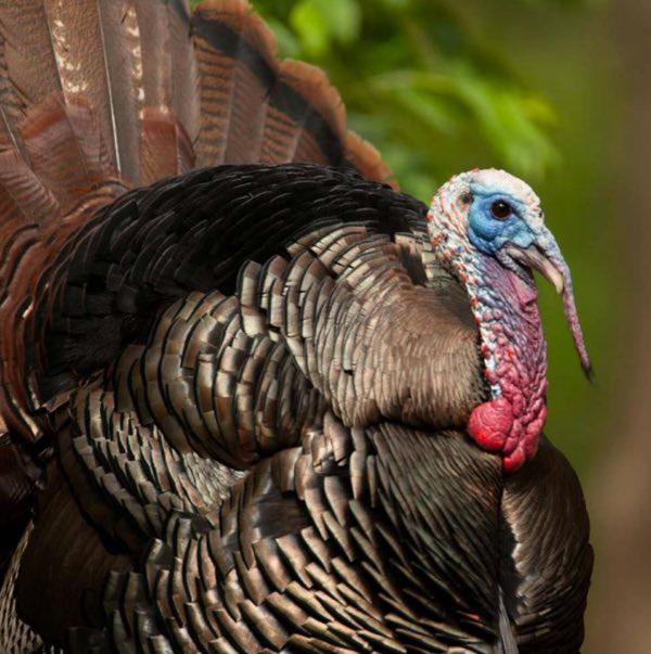 Fall Turkey Hunting Could Be Challenging This Year