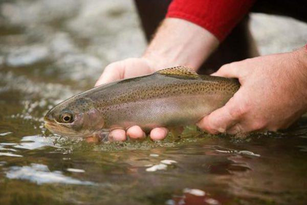 MDC Stocks Trout in Southeast Missouri Lakes